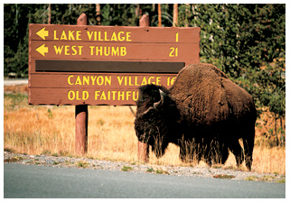 bison